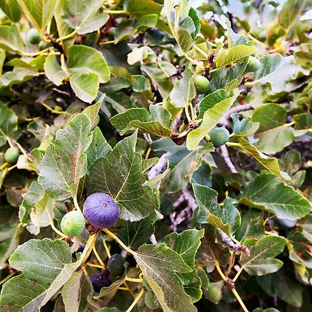 Finca Imoses Bailon